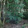Image result for Fatsia polycarpa Green Fingers