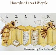 Image result for Baby Queen Bee