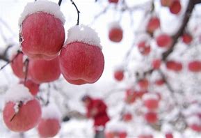 Image result for Honey Core Snow Apple China