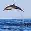 Image result for Dolphin Jumping Out of Water Meme