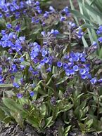 Image result for Pulmonaria angustifolia Blaues Meer
