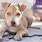 Image result for American Pit Bull Puppy