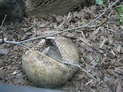 Image result for Rock Armadillo