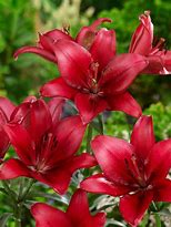Image result for Lilium Red County