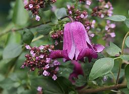 Image result for Clematis Queen Mother