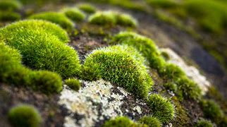 Image result for Moss Rock Turkey