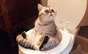 Image result for Cat Fail Meme