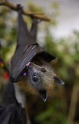Image result for Adorable Bats