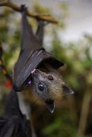 Image result for Cute Bats Images