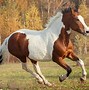 Image result for Fastest Horse Ever