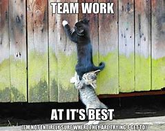 Image result for Awesome Job Cat Meme