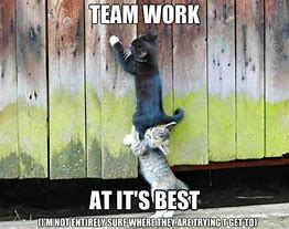 Image result for Great Job Cat Meme