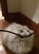 Image result for Cat Sad Meme Crying Yelling