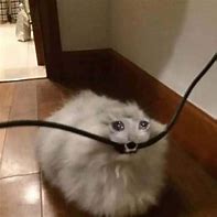Image result for Crying Cat Eating Meme