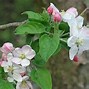 Image result for Malus domestica Spionappel