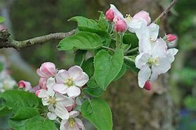 Image result for Malus domestica Starks Earliest
