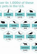 Image result for Animal Testing Statistics
