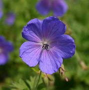 Image result for Geranium himalayense ‘Baby Blue’