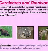 Image result for Omnivores in Water
