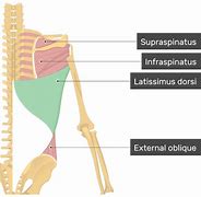 Image result for Lat Dorsi Attachment