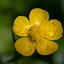 Image result for Buttercup Yellow Mobile Wallpaper
