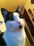 Image result for Proud of You Cat Meme
