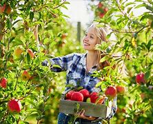 Image result for Apple-Picking Fun