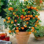 Image result for Mini Orange Fruit
