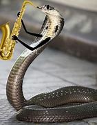Image result for Snake with Arms Meme