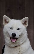 Image result for Akita Dog with Blue Eyes
