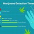 Image result for Best Detox Cleanse for Marijuana
