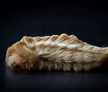 Image result for "puss-caterpillar"