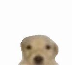 Image result for Staring Dog Meme Roblox