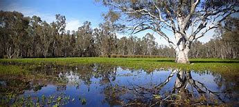 Image result for Murray Darling wetlands