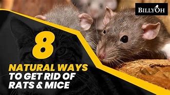 Image result for Pest Control Rats and Mice