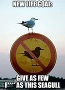 Image result for Funny Seagull Memes