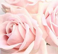 Image result for White and Light Pink Roses