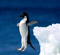 Image result for google pic of penguin