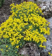 Image result for Aurinia saxatilis Compacta