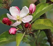 Image result for Malus domestica Karmijn de Sonnaville