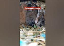 Image result for co_oznacza_zeberka_timorska