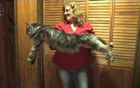 Image result for Guinness World Record Largest Cat