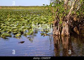 Image result for Pond Apple Tree Everglades
