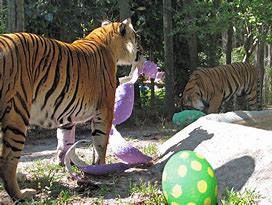 Image result for Tiger Easter Eggs