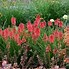 Image result for Kniphofia Poco Red