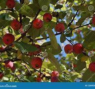 Image result for Small Red Apple Plant