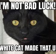Image result for Distorted Black Cat Meme