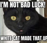 Image result for Black Cat Meme Cringe