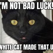Image result for Funny Black Cat Memes