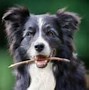 Image result for Collie and Sheltie